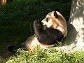 Pandas (054)